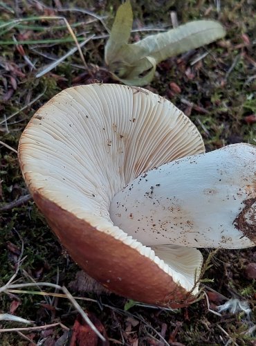 HOLUBINKA HABROVÁ (Russula carpini) zapsána v Červeném seznamu hub (makromycetů) České republiky v kategorii NT – téměř ohrožený druh, FOTO: Marta Knauerová, 2022