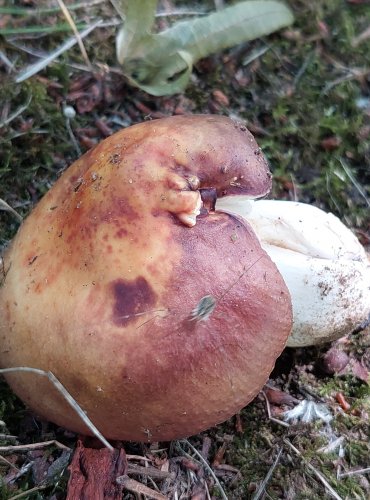 HOLUBINKA HABROVÁ (Russula carpini) zapsána v Červeném seznamu hub (makromycetů) České republiky v kategorii NT – téměř ohrožený druh, FOTO: Marta Knauerová, 2022