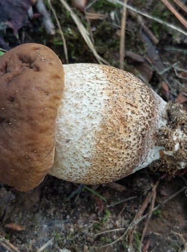 KOZÁK HABROVÝ (Leccinum pseudoscabrum) FOTO: Marta Knauerová, 6/2023