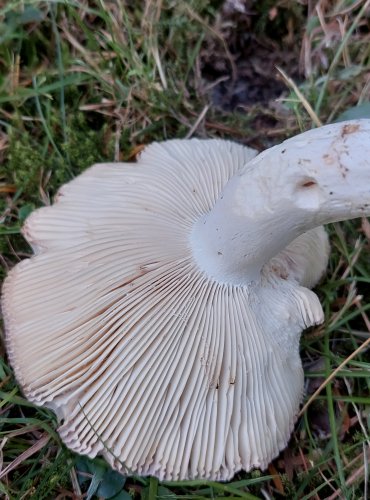 HOLUBINKA NAMODRALÁ (Russula cyanoxantha) FOTO: Marta Knauerová, 7/2023