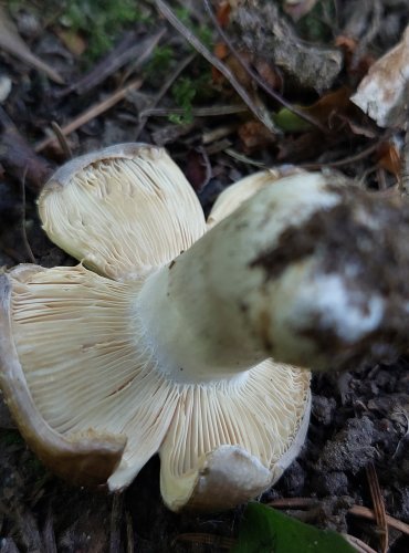 HOLUBINKA NELESKLÁ (Russula firmula) FOTO: Marta Knauerová, 7/2023