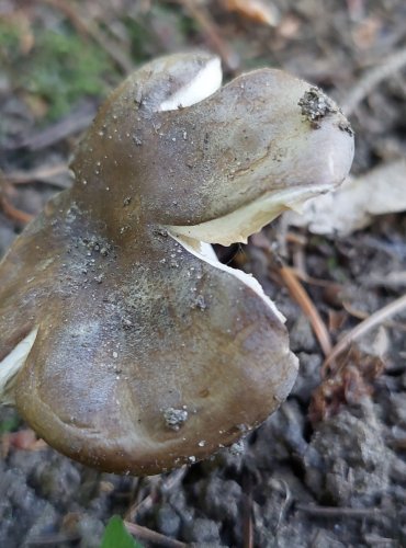 HOLUBINKA NELESKLÁ (Russula firmula) FOTO: Marta Knauerová, 7/2023