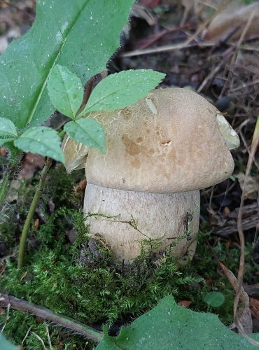 HŘIB DUBOVÝ (Boletus reticulatus) FOTO: Marta Knauerová, 7/2023