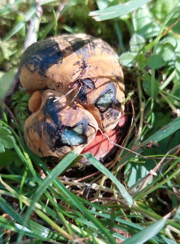 HŘIB KOVÁŘ (Neoboletus luridiformis) FOTO: Marta Knauerová, 7/2023