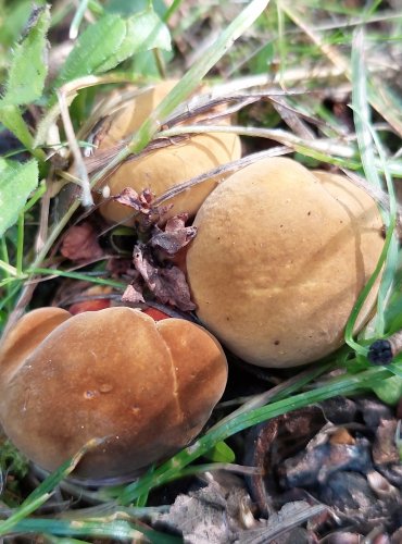 HŘIB KOVÁŘ (Neoboletus luridiformis) FOTO: Marta Knauerová, 7/2023