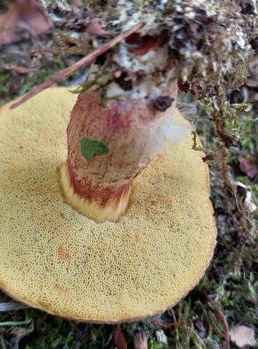 HŘIB POLÍČKATÝ nebo ŽLUTOMASÝ (Xerocomellus sp.) FOTO: Marta Knauerová, 7/2023