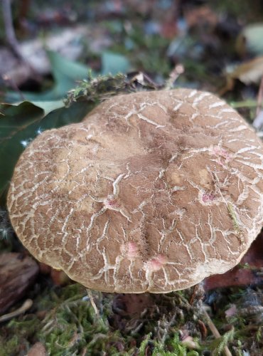 HŘIB POLÍČKATÝ nebo ŽLUTOMASÝ (Xerocomellus sp.) FOTO: Marta Knauerová, 7/2023