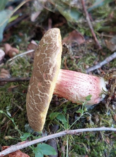 HŘIB POLÍČKATÝ nebo ŽLUTOMASÝ (Xerocomellus sp.) FOTO: Marta Knauerová, 7/2023