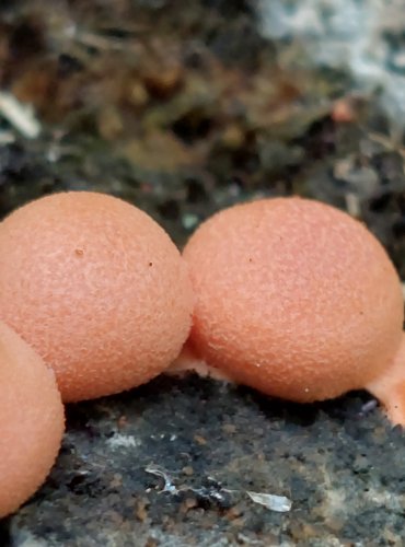 VLČÍ MLÉKO ČERVENÉ (Lycogala epidendrum), hlenka, FOTO: Marta Knauerová, 7/2023
HLENKY (Myxomycetes) jsou skupinou organizmů řazených dříve mezi houby. Patří do říše měňavkovci (Amoebozoa). Vyskytují se na tlejícím dřevu, v kůře, listí či mechu. 
