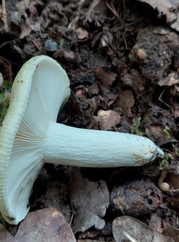 HOLUBINKA BUKOVKA (Russula heterophylla) FOTO: Marta Knauerová, 7/2023