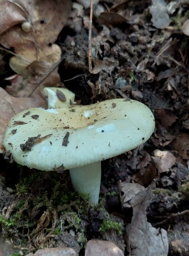 HOLUBINKA BUKOVKA (Russula heterophylla) FOTO: Marta Knauerová, 7/2023