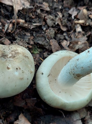 HOLUBINKA BUKOVKA (Russula heterophylla) FOTO: Marta Knauerová, 7/2023