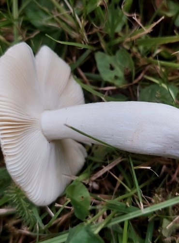 HOLUBINKA RANÁ (Russula nauseosa) FOTO: Marta Knauerová, 7/2023