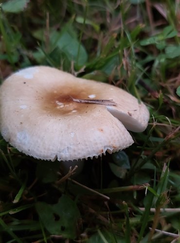 HOLUBINKA RANÁ (Russula nauseosa) FOTO: Marta Knauerová, 7/2023