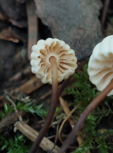 ŠPIČKA KOLOVITÁ (Marasmius rotula) FOTO: Marta Knauerová, 7/2023