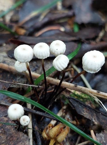 ŠPIČKA KOLOVITÁ (Marasmius rotula) FOTO: Marta Knauerová, 7/2023