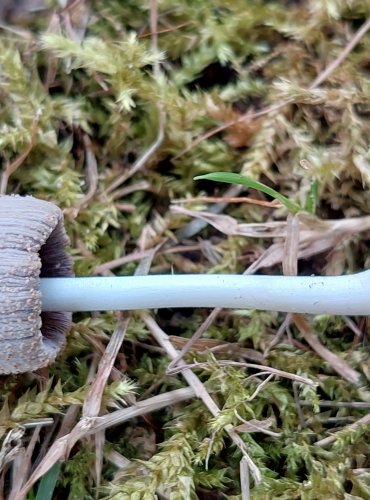 HNOJNÍK z okruhu HNOJNÍKU DOMÁCÍHO (Coprinellus domesticus agg.) FOTO: Marta Knauerová, 7/2023