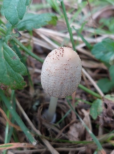 HNOJNÍK z okruhu HNOJNÍKU DOMÁCÍHO (Coprinellus domesticus agg.) FOTO: Marta Knauerová, 7/2023