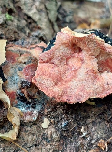 SÍŤOVKA PÝCHAVKOVITÁ (Reticularia lycoperdon), hlenka, FOTO: Marta Knauerová, 7/2023