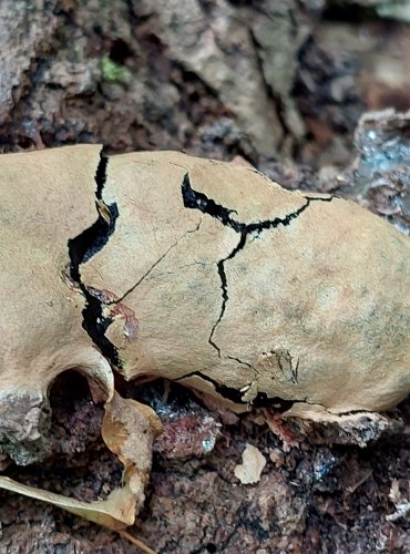 SÍŤOVKA PÝCHAVKOVITÁ (Reticularia lycoperdon), hlenka, FOTO: Marta Knauerová, 7/2023