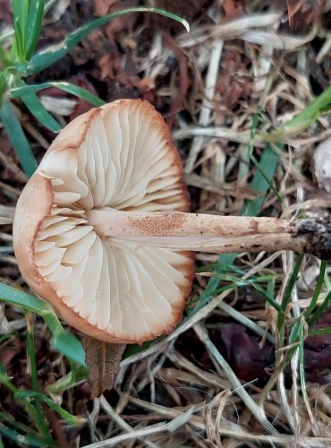 ŠPIČKA OBECNÁ (Marasmius oreades) FOTO: Marta Knauerová, 7/2023