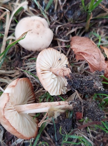 ŠPIČKA OBECNÁ (Marasmius oreades) FOTO: Marta Knauerová, 7/2023