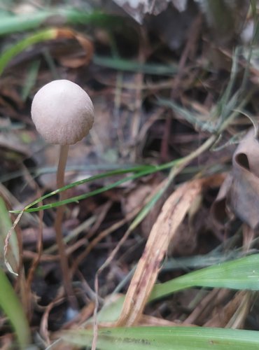 KŘEHUTKA – okruh křehutky maličké (Psathyrella prona) FOTO: Marta Knauerová, 7/2023