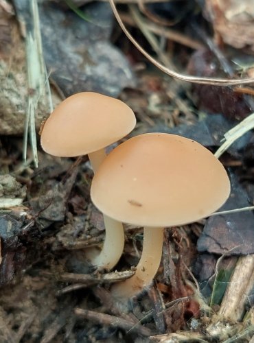 PENÍZOVKA VODNATÁ (Gymnopus aquosus) FOTO: Marta Knauerová, 7/2023