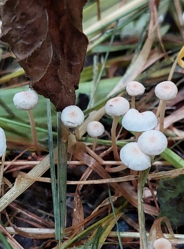 ŠPIČKA VAILLANTOVA (Marasmiellus vaillantii) FOTO: Marta Knauerová, 7/2023