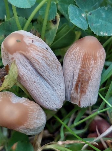 HNOJNÍK bez bližšího určení (Coprinus sp.) FOTO: Marta Knauerová, 8/2023