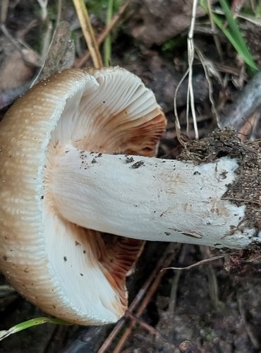 HOLUBINKA HŘEBÍLKATÁ (Russula amoenolens) FOTO: Marta Knauerová, 8/2023