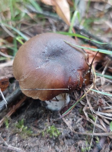 HOLUBINKA HŘEBÍLKATÁ (Russula amoenolens) FOTO: Marta Knauerová, 8/2023