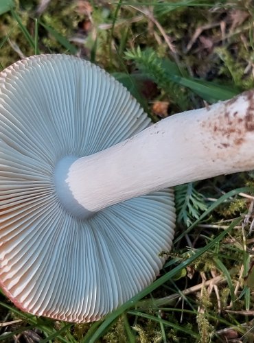 HOLUBINKA UNYLÁ (Russula versicolor) FOTO: Marta Knauerová, 8/2023