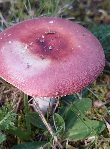 HOLUBINKA UNYLÁ (Russula versicolor) FOTO: Marta Knauerová, 8/2023