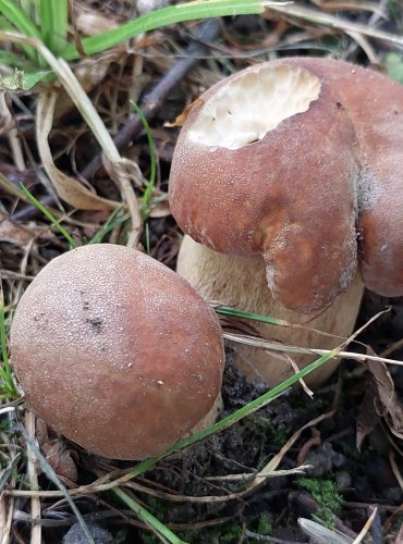 HŘIB DUBOVÝ (Boletus reticulatus) FOTO: Marta Knauerová, 8/2023