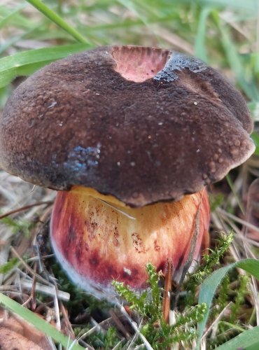 HŘIB ŽLUTOMASÝ (Xerocomellus chrysenteron) FOTO: Marta Knauerová, 8/2023