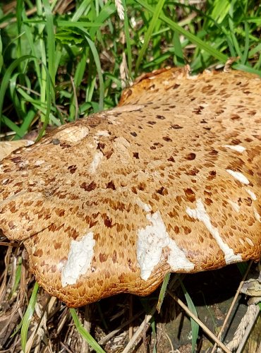 CHOROŠ ŠUPINATÝ (Polyporus squamosus) FOTO: Marta Knauerová, 8/2023