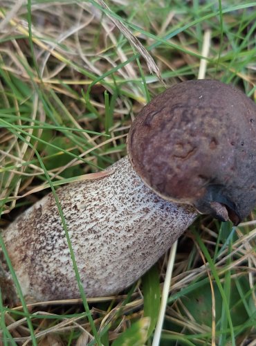 KOZÁK HABROVÝ (Leccinum pseudoscabrum) FOTO: Marta Knauerová, 8/2023