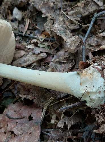 KUKMÁK OKÁZALÝ (Volvariella gloiocephala) FOTO: Marta Knauerová, 8/2023