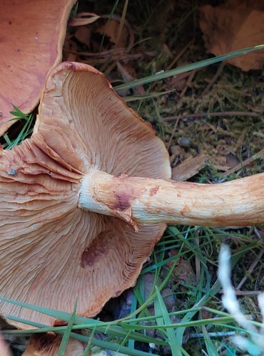 PLAMÉNKA NÁDHERNÁ (šupinovka nádherná) Gymnopilus spectabilis, FOTO: Marta 
Knauerová, 8/2023
