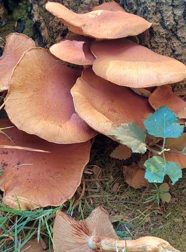 PLAMÉNKA NÁDHERNÁ (šupinovka nádherná) Gymnopilus spectabilis, FOTO: Marta 
Knauerová, 8/2023
