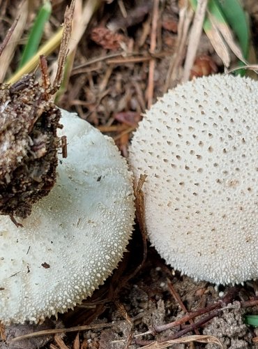 PÝCHAVKA OBECNÁ (Lycoperdon perlatum) FOTO: Marta Knauerová, 8/2023