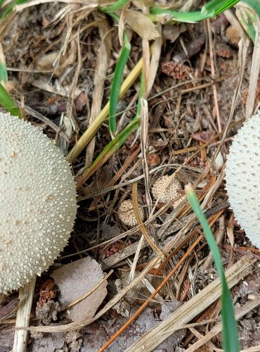 PÝCHAVKA OBECNÁ (Lycoperdon perlatum) FOTO: Marta Knauerová, 8/2023