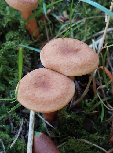 RYZEC LIŠKOVÝ (Lactarius tabidus) FOTO: Marta Knauerová, 8/2023