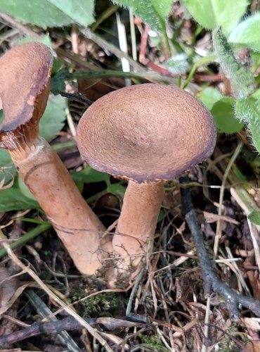 RYZEC SYROVÁTKOVÝ (Lactarius serifluus) FOTO: Marta Knauerová, 8/2023