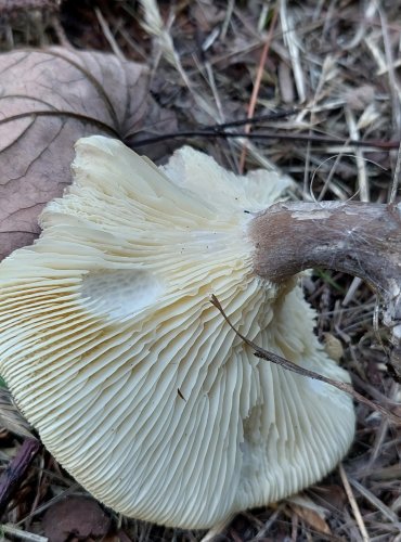 STRMĚLKA KYJONOHÁ (Clitocybe clavipes) FOTO: Marta Knauerová, 8/2023