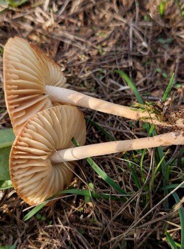 ŠPIČKA OBECNÁ (Marasmius oreades) FOTO: Marta Knauerová, 8/2023