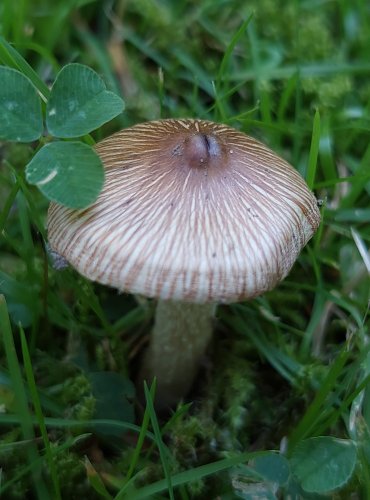 VLÁKNICE KUŽELOVITÁ (Inocybe rimosa) FOTO: Marta Knauerová, 8/2023