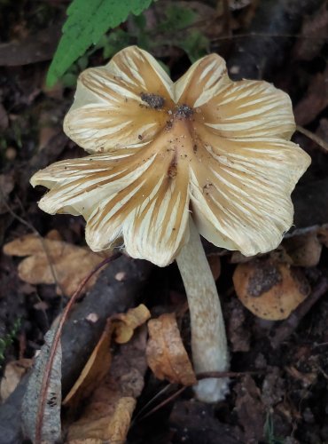 VLÁKNICE KUŽELOVITÁ (Inocybe rimosa) FOTO: Marta Knauerová, 8/2023