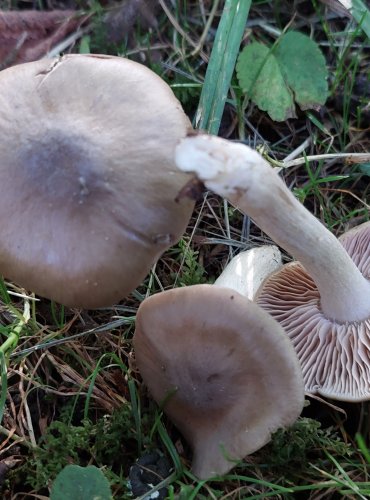 ZÁVOJENKA bez bližšího určení (Entoloma sp.) FOTO: Marta Knauerová, 8/2023